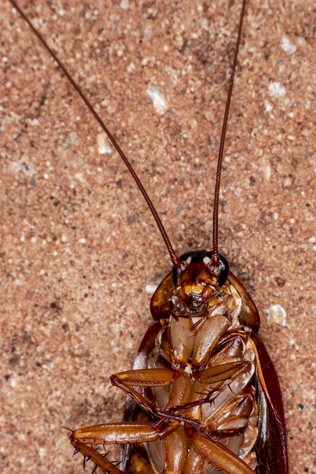 Foto aproximada de uma barata (Periplaneta americana). Eles transmitem bactérias, fungos, protozoários, vermes