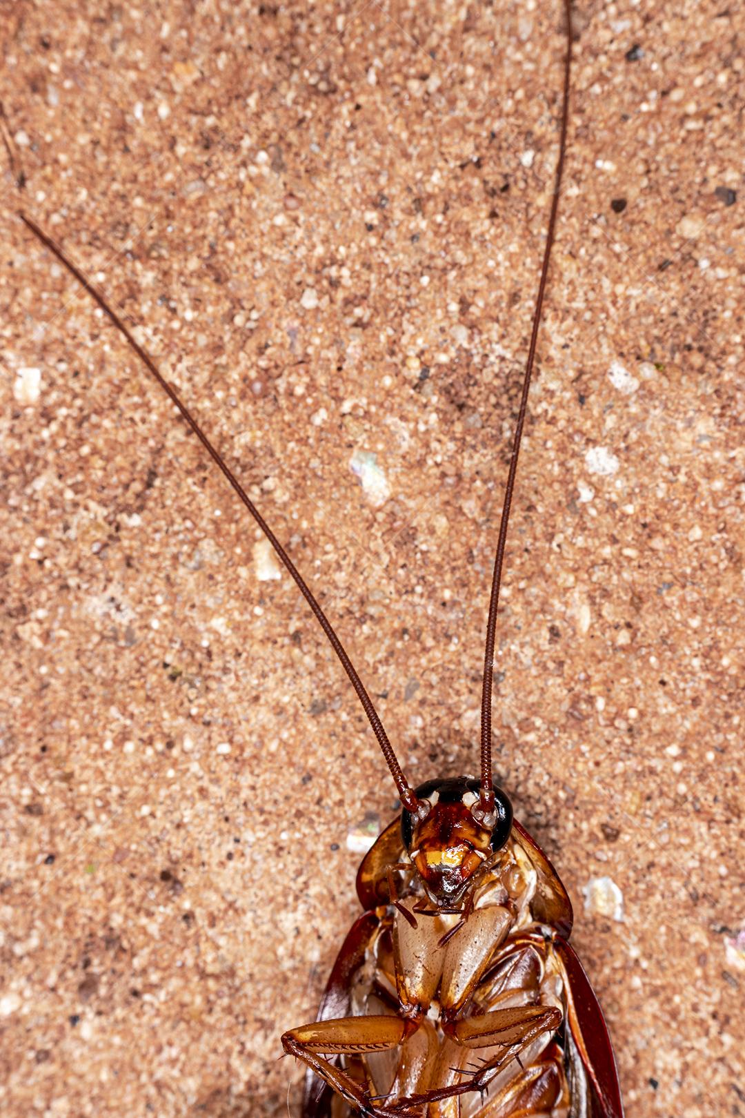 Foto aproximada de uma barata (Periplaneta americana). Eles transmitem bactérias, fungos, protozoários, vermes