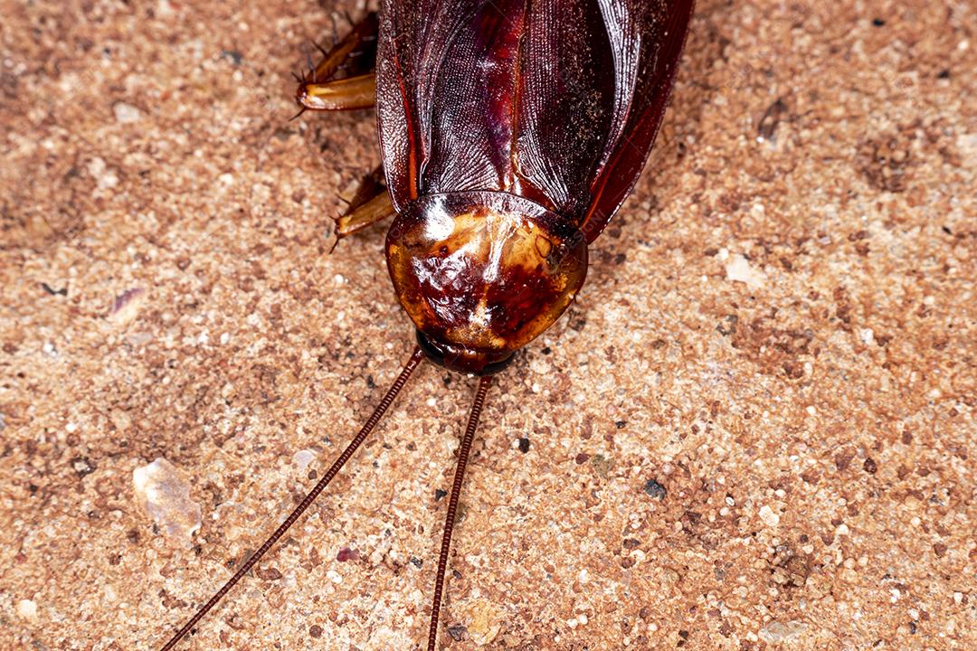 Foto aproximada de uma barata (Periplaneta americana). Eles transmitem bactérias, fungos, protozoários, vermes