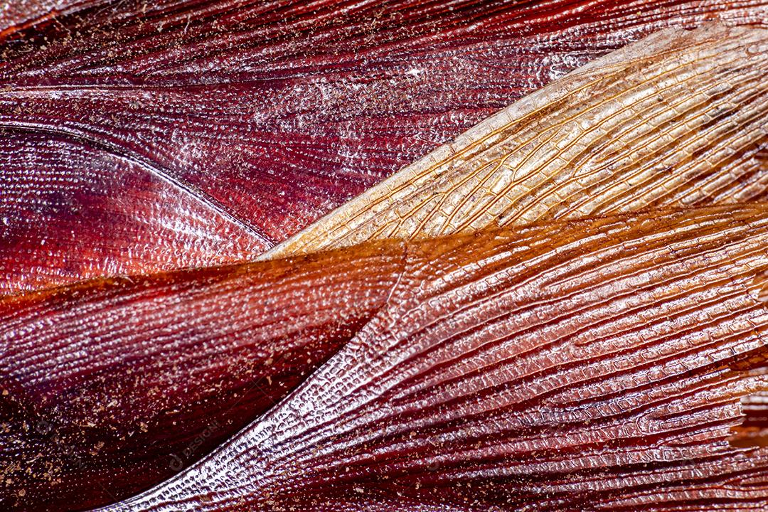 Foto aproximada de uma barata (Periplaneta americana). Eles transmitem bactérias, fungos, protozoários, vermes