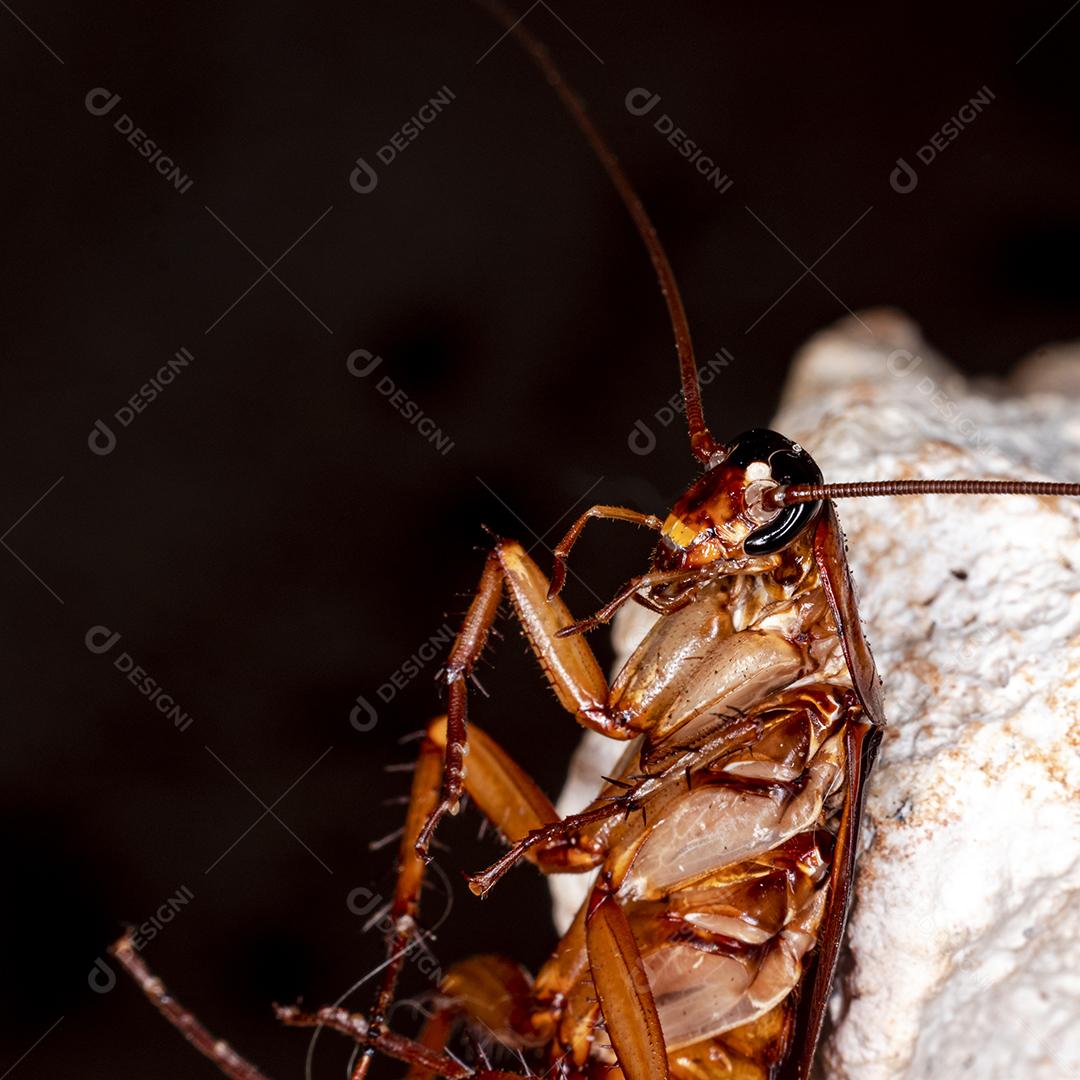 Foto aproximada de uma barata (Periplaneta americana). Eles transmitem bactérias, fungos, protozoários, vermes