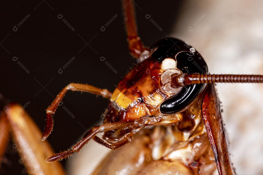 Foto aproximada de uma barata (Periplaneta americana). Eles transmitem bactérias, fungos, protozoários, vermes