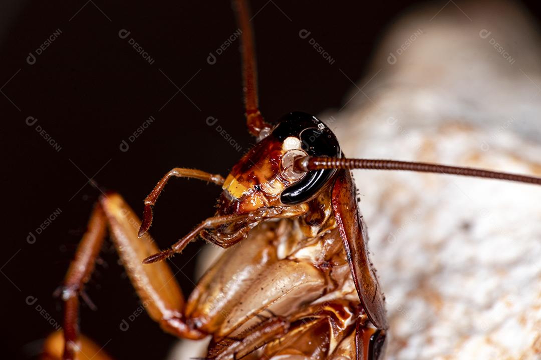 Foto aproximada de uma barata (Periplaneta americana). Eles transmitem bactérias, fungos, protozoários, vermes