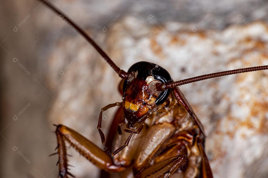 Foto aproximada de uma barata (Periplaneta americana). Eles transmitem bactérias, fungos, protozoários, vermes