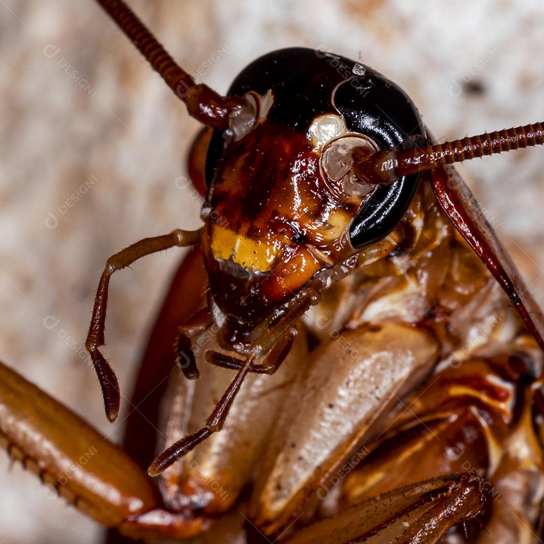 Foto aproximada de uma barata (Periplaneta americana). Eles transmitem bactérias, fungos, protozoários, vermes