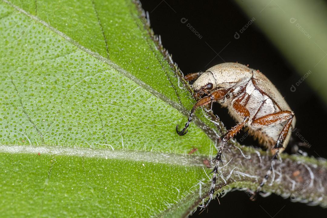 Fotografia macro de besouro em uma folha de planta. Da família Hemiptera, é a maior e mais diversa