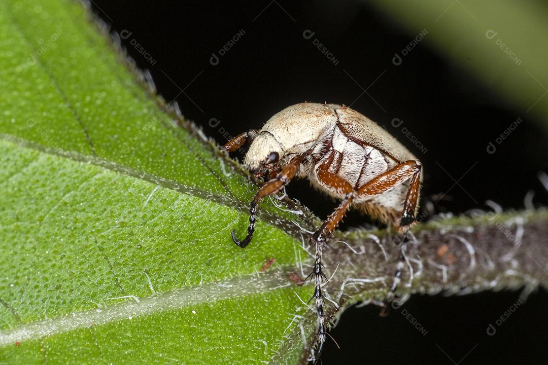 Fotografia macro de besouro em uma folha de planta. Da família Hemiptera, é a maior e mais diversa