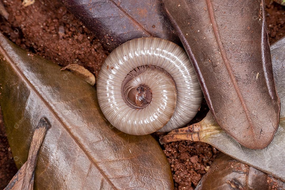 Diplopods (Diplopoda) são uma classe do subfilo Myriapoda, comumente conhecido como piolhos de cobra