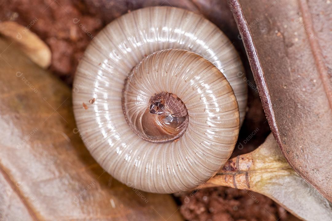 Diplopods (Diplopoda) são uma classe do subfilo Myriapoda, comumente conhecido como piolhos de cobra