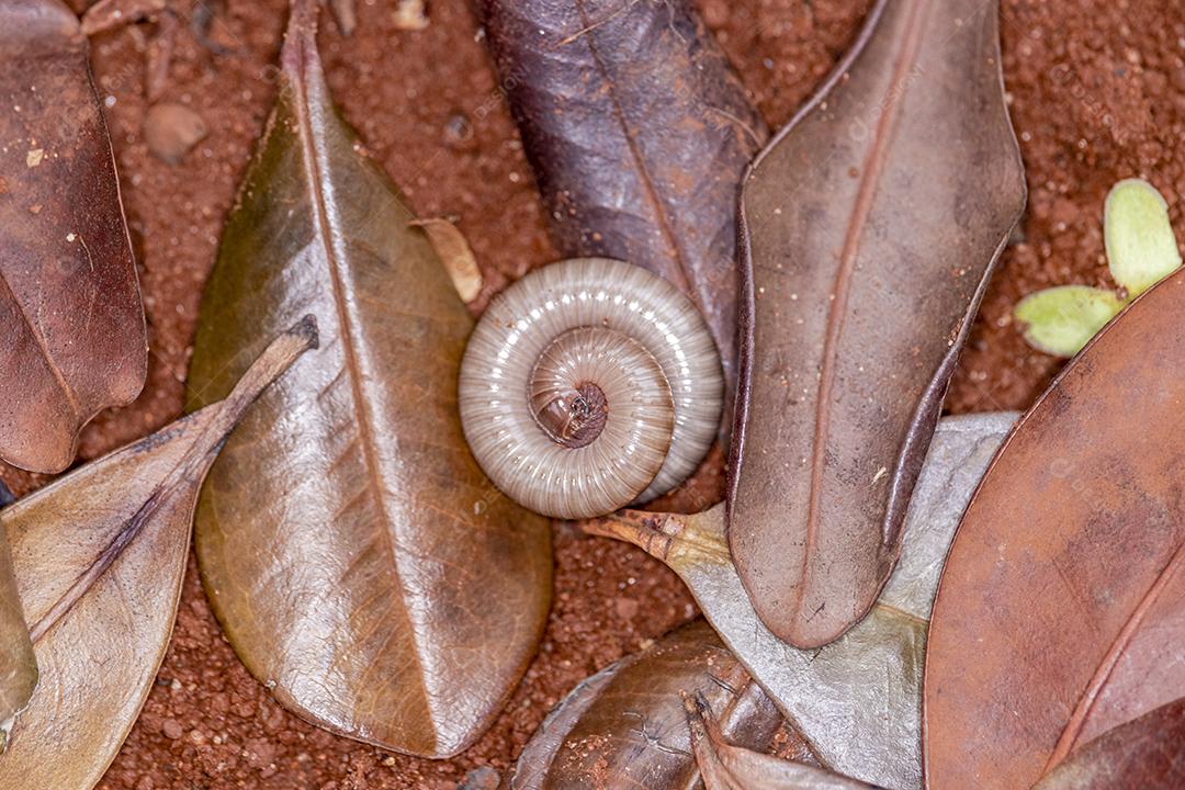 Diplopods (Diplopoda) são uma classe do subfilo Myriapoda, comumente conhecido como piolhos de cobra