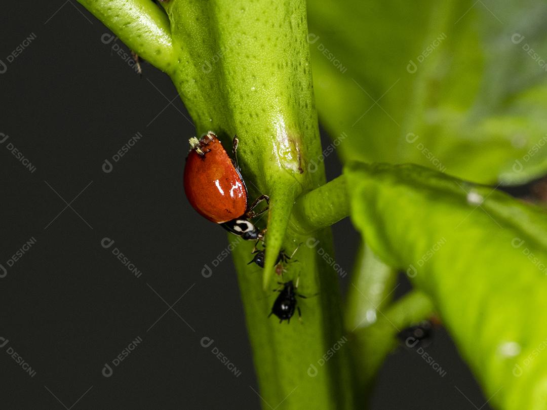 Pulgão comedor de joaninha, grande amigo das plantações, combate diversas pragas.