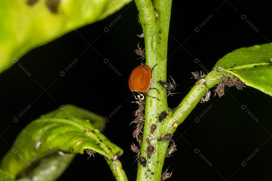 Pulgão comedor de joaninha, grande amigo das plantações, combate diversas pragas.