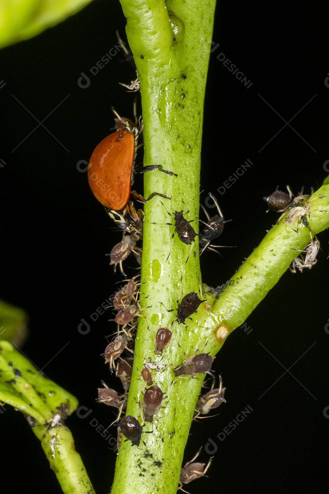 Pulgão comedor de joaninha, grande amigo das plantações, combate diversas pragas.