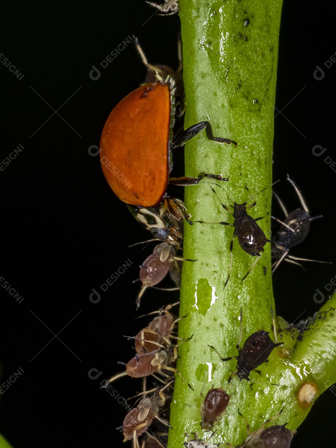 Pulgão comedor de joaninha, grande amigo das plantações, combate diversas pragas.