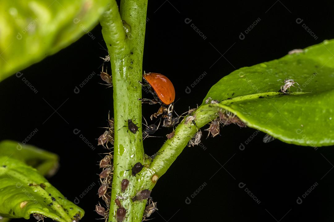 Pulgão comedor de joaninha, grande amigo das plantações, combate diversas pragas.