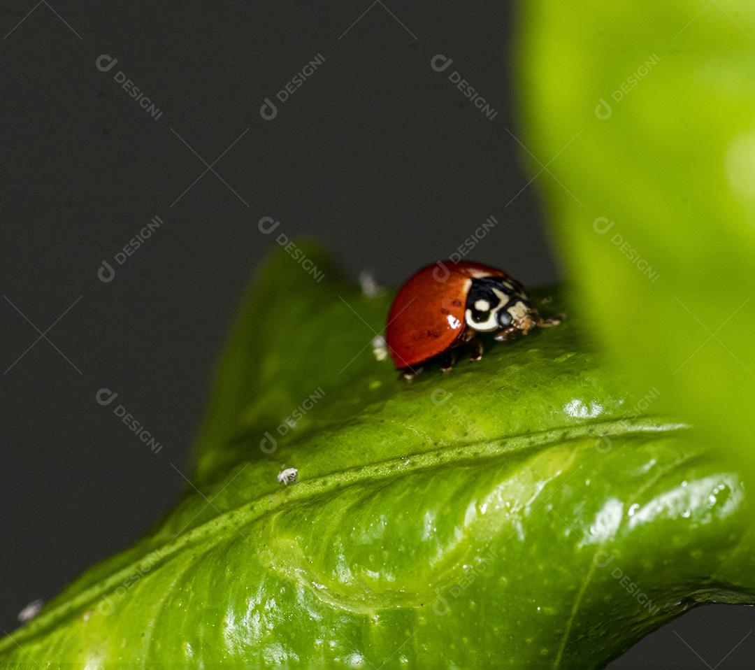 Foto macro de uma joaninha..