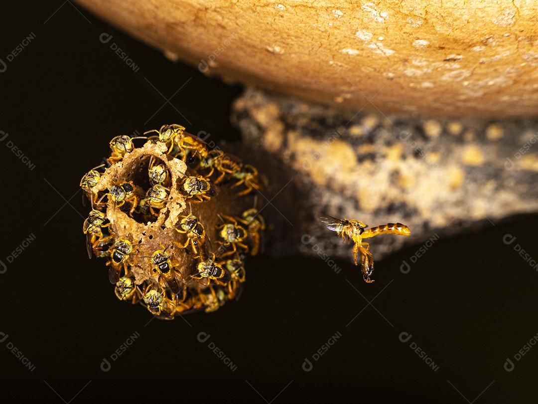 O jataí, Tetragonisca angustula, também chamado de jataí amarelo, abelha dourada, jati, abelhinha, martim-pescador