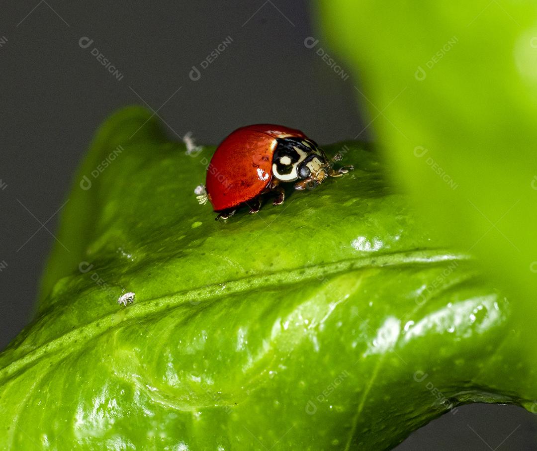 Foto macro de uma joaninha..