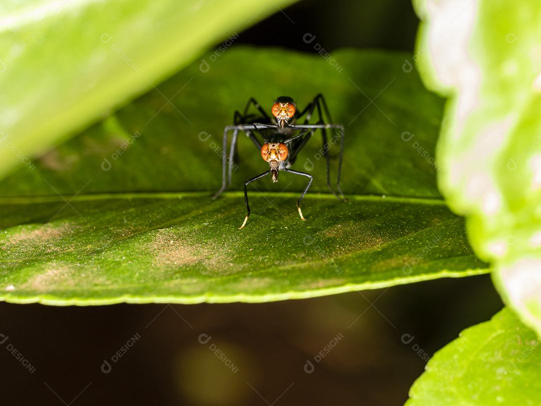 Fotografia macro de insetos de acasalamento,