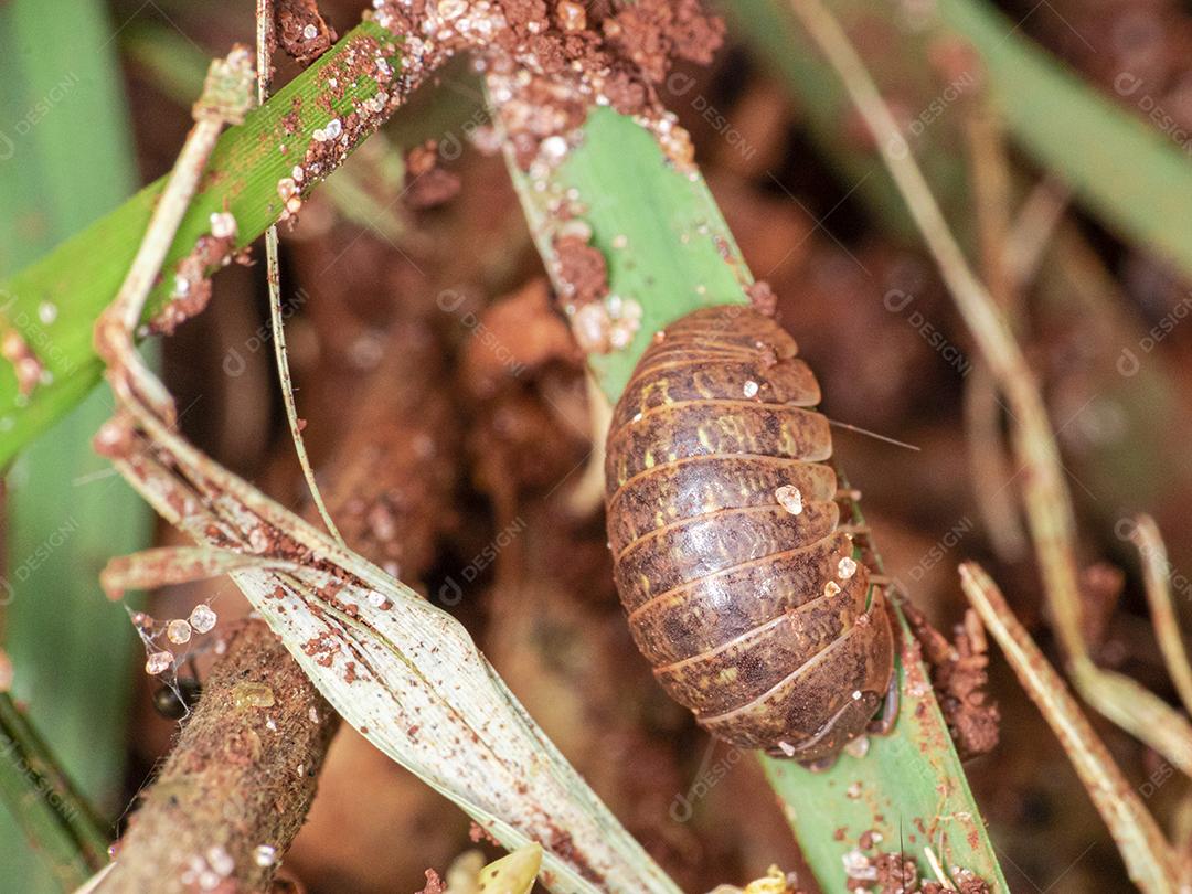 Oniscidea é uma subordem da ordem Isopoda que agrupa as espécies de isópodes terrestres conhecidos