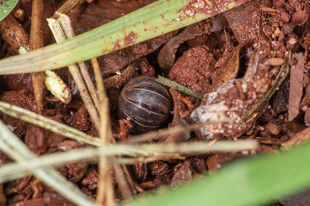Oniscidea é uma subordem da ordem Isopoda que agrupa as espécies de isópodes terrestres
