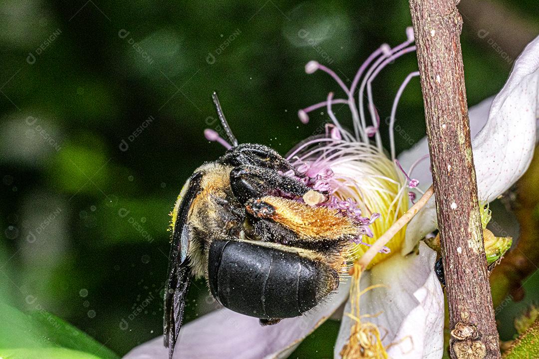 Foto macro de Bombus terrestris polinizando uma flor de urucum. Mamangaba, mamangava..