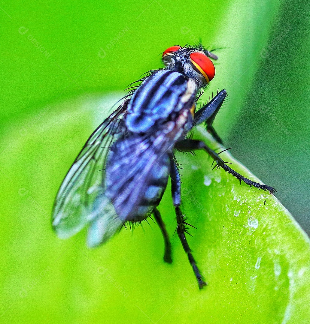 Foto macro de uma mosca doméstica..