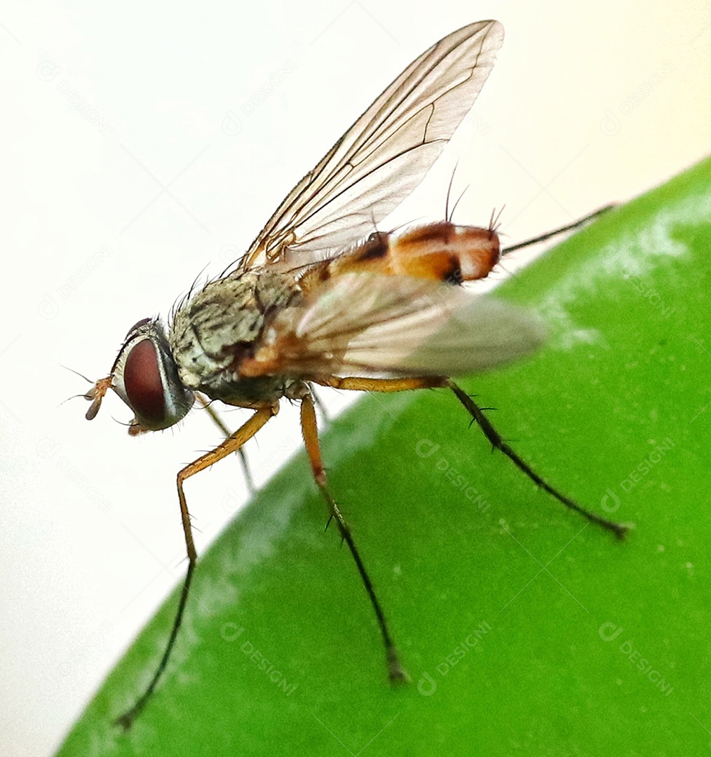 Foto macro de uma mosca doméstica..