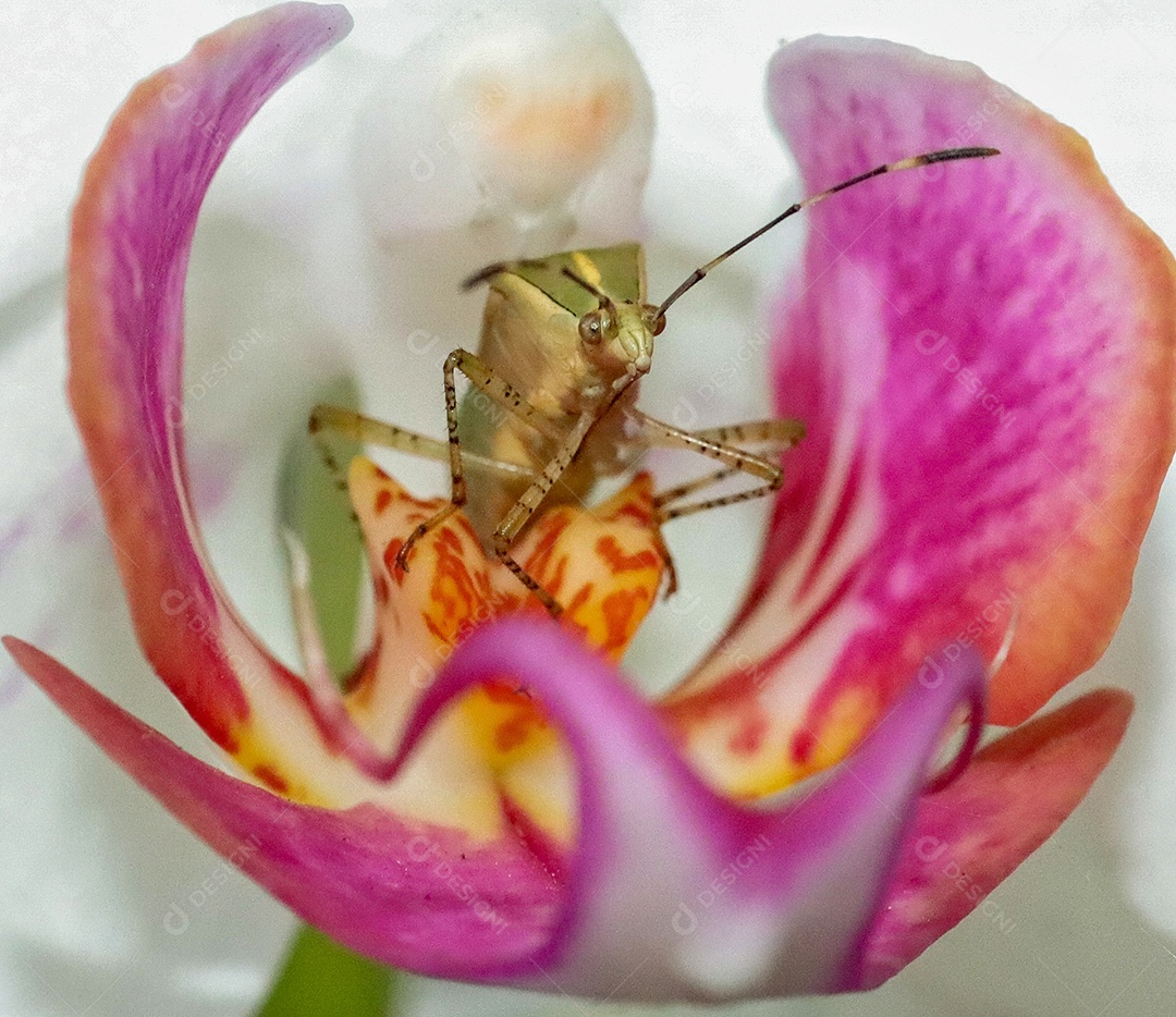Inseto sobre floresta.
