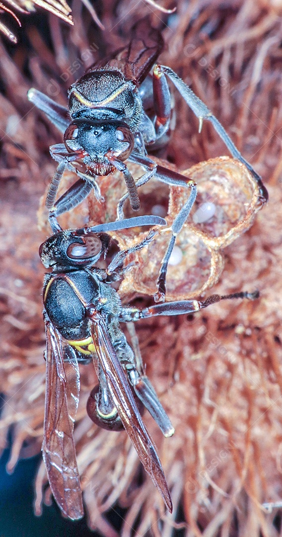 Ninho de vespa Polybia paulista, abelha...