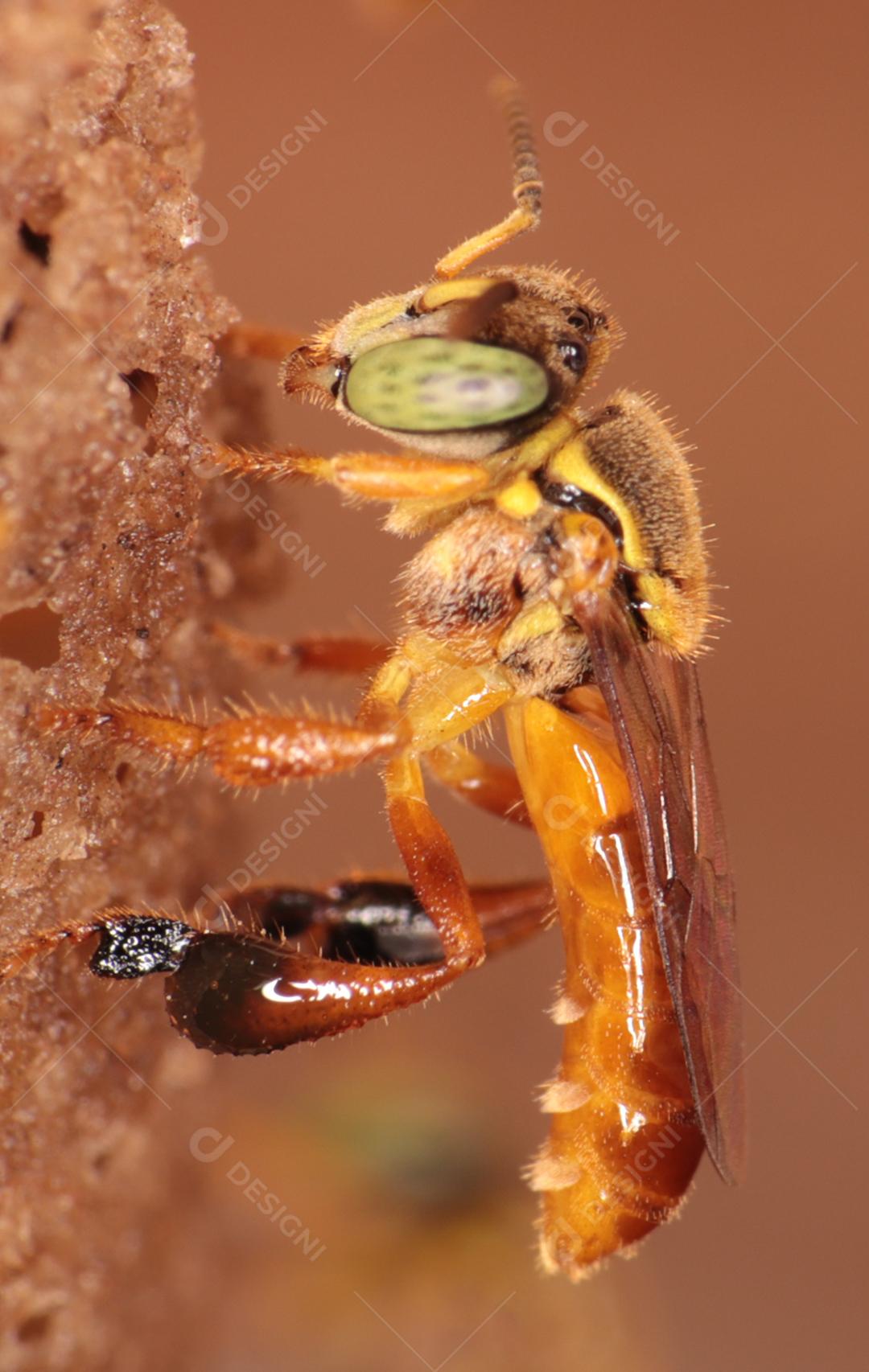 O jataí, Tetragonisca angustula, também chamado de jataí amarelo, abelha dourada, jati, abelhinha, martim-pescador