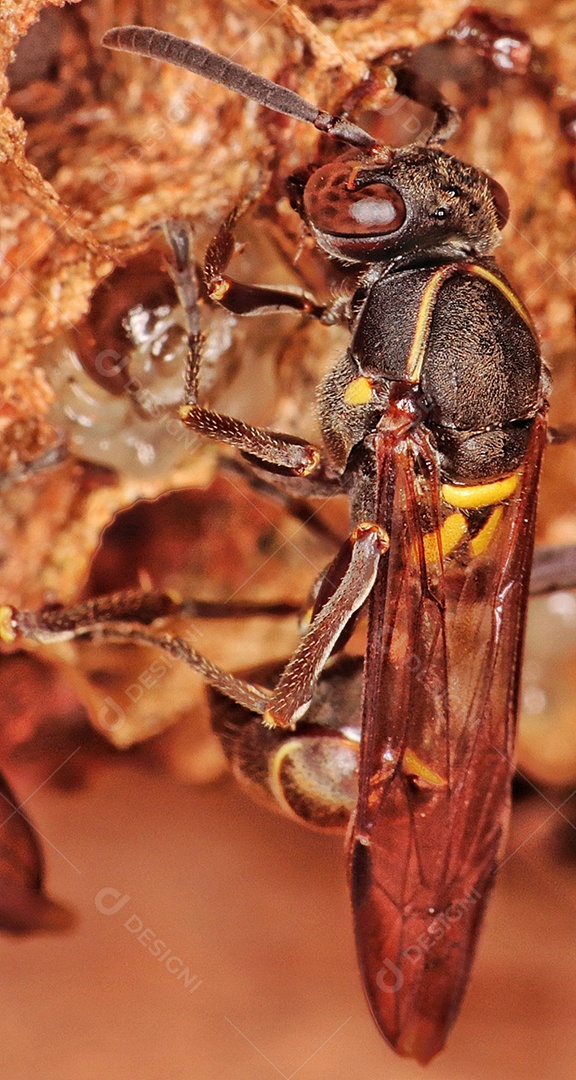 Vespa paulista (Polybia paulista). Essa espécie ganhou destaque internacional quando cientistas descobriram em seu veneno a substância MP1, que tem alto poder de danificar células cancerígenas..