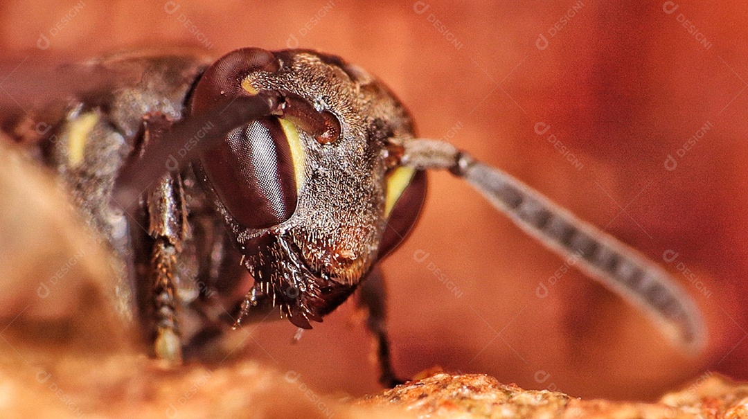 Vespa paulista (Polybia paulista). Essa espécie ganhou destaque internacional quando cientistas descobriram em seu veneno a substância MP1, que tem alto poder de danificar células cancerígenas..