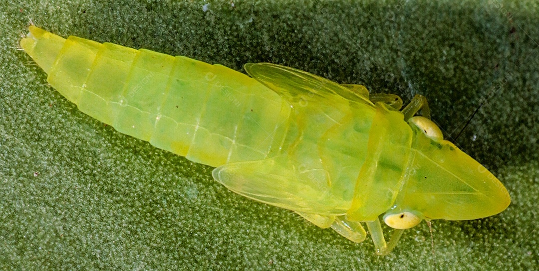 Fotografia macro de insetos de acasalamento.