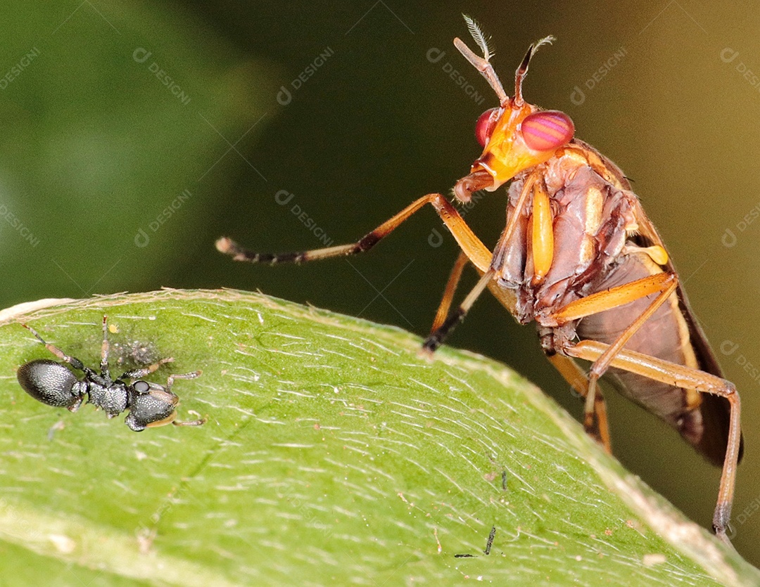 Fotografia macro de insetos de acasalamento,.