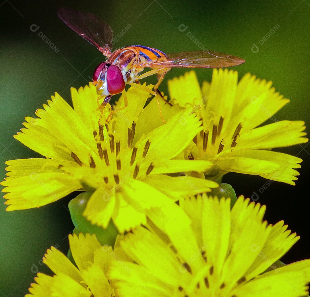 fotografia macro de inseto empoleirado em uma flor..