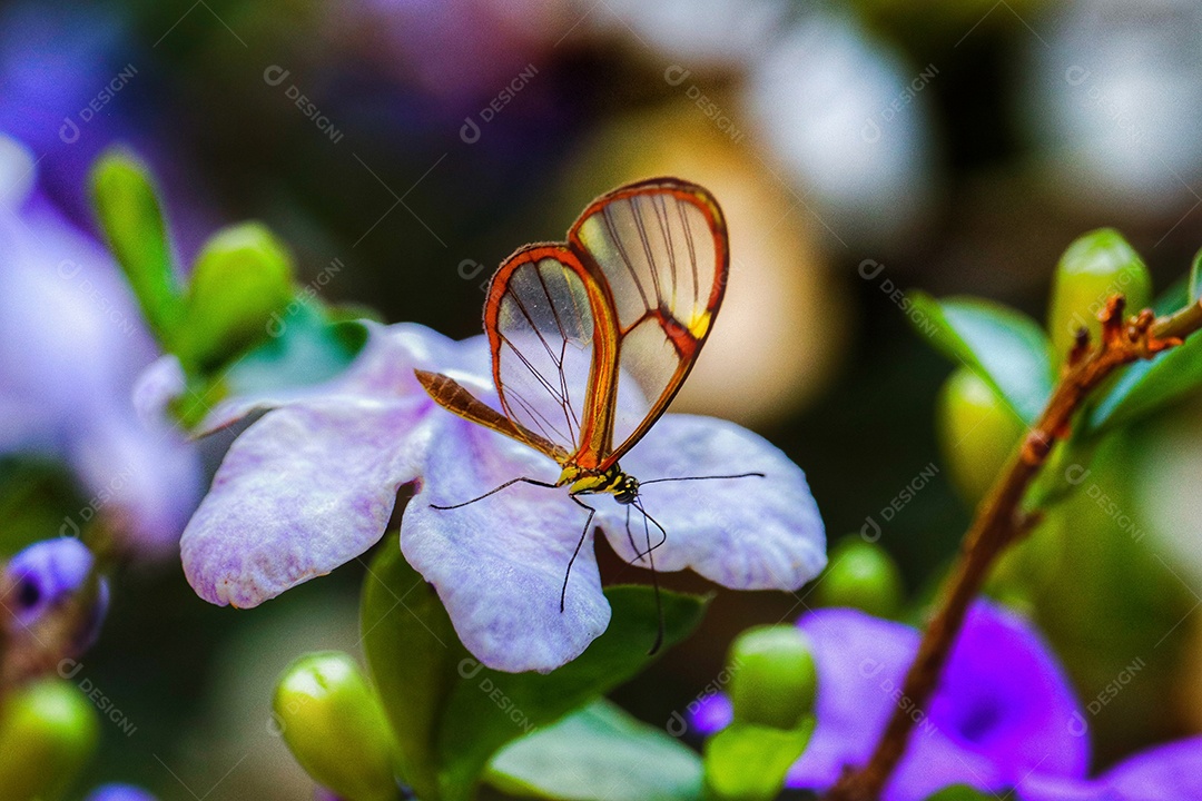 Borboleta sobre jardim.