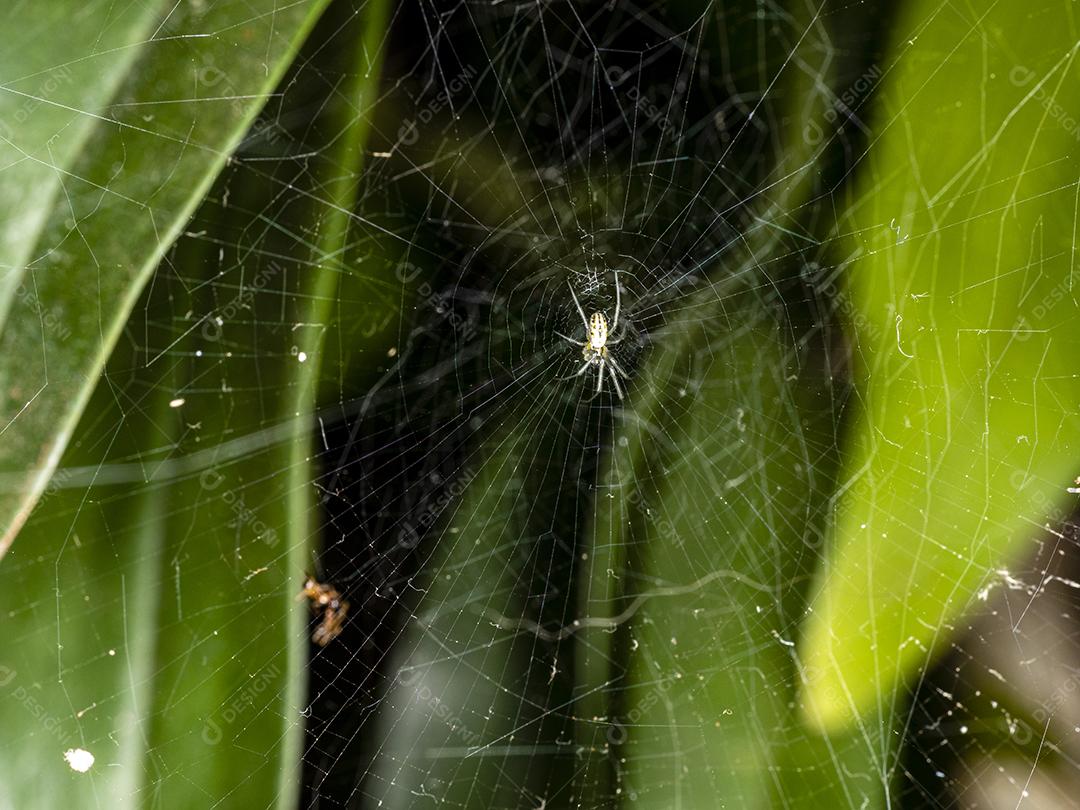 Fotografia macro de uma aranha na web.