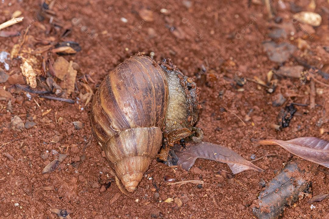 Fotografia macro dos olhos de uma concha africana (Achatina fulica). Molusco.