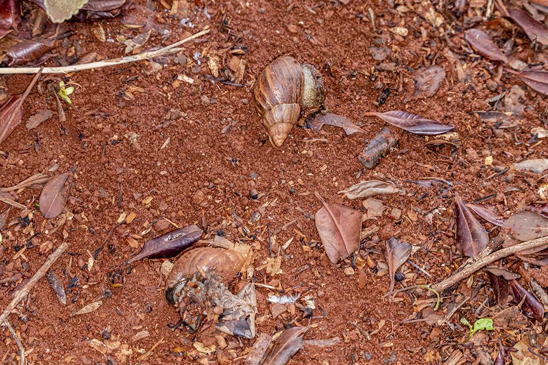 O caracol africano (Achatina fulica) é um molusco gastrópode com uma concha cônica marrom ou uma concha