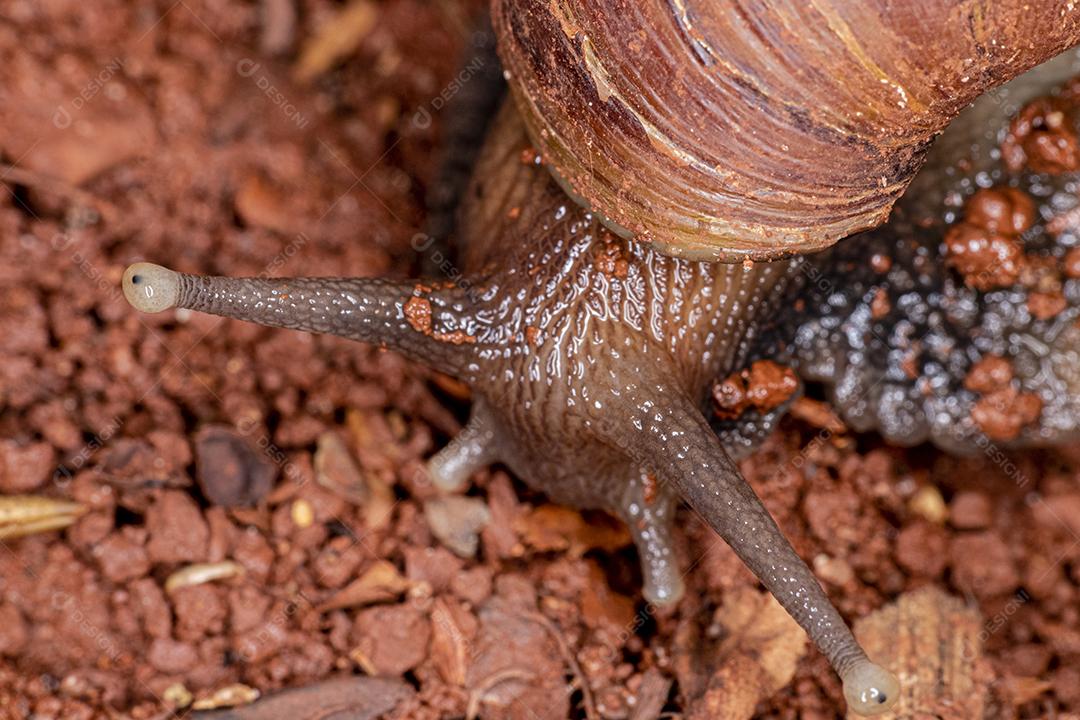 Fotografia macro dos olhos de uma concha africana (Achatina fulica). Molusco.