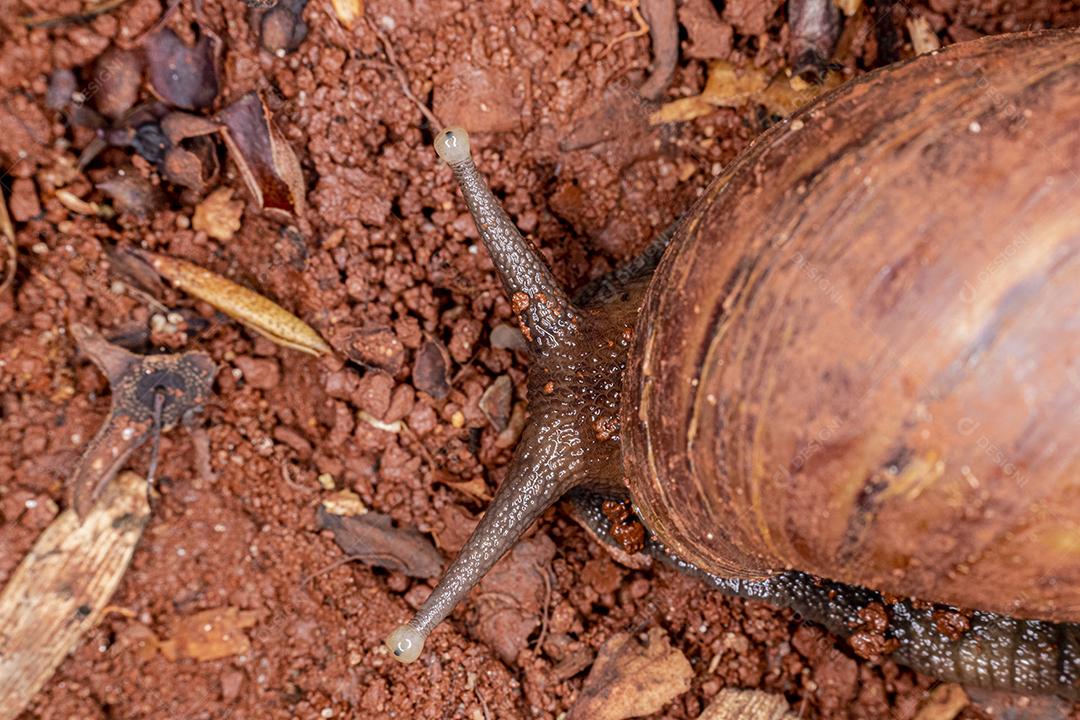 Fotografia macro dos olhos de uma concha africana (Achatina fulica). Molusco.