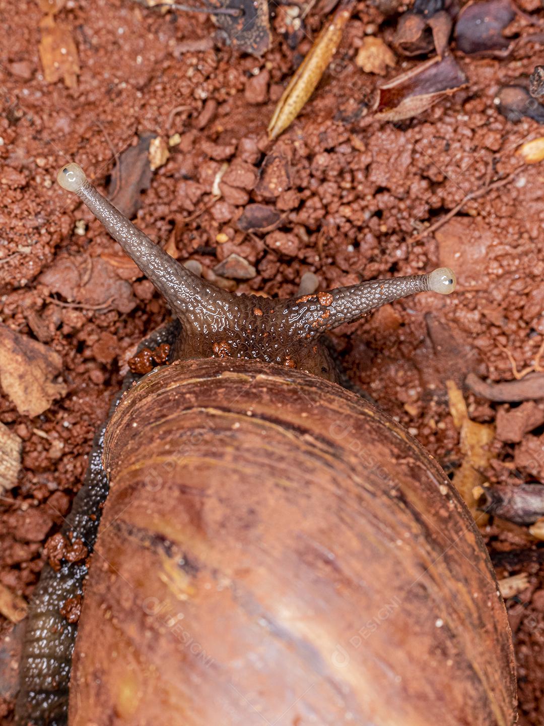 Fotografia macro dos olhos de uma concha africana (Achatina fulica). Molusco.