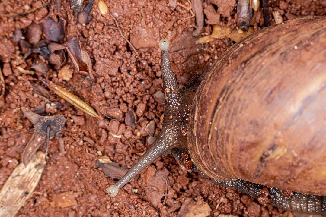 Fotografia macro dos olhos de uma concha africana (Achatina fulica). Molusco.