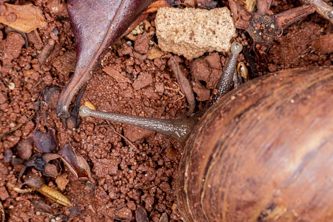 Fotografia macro dos olhos de uma concha africana (Achatina fulica). Molusco.