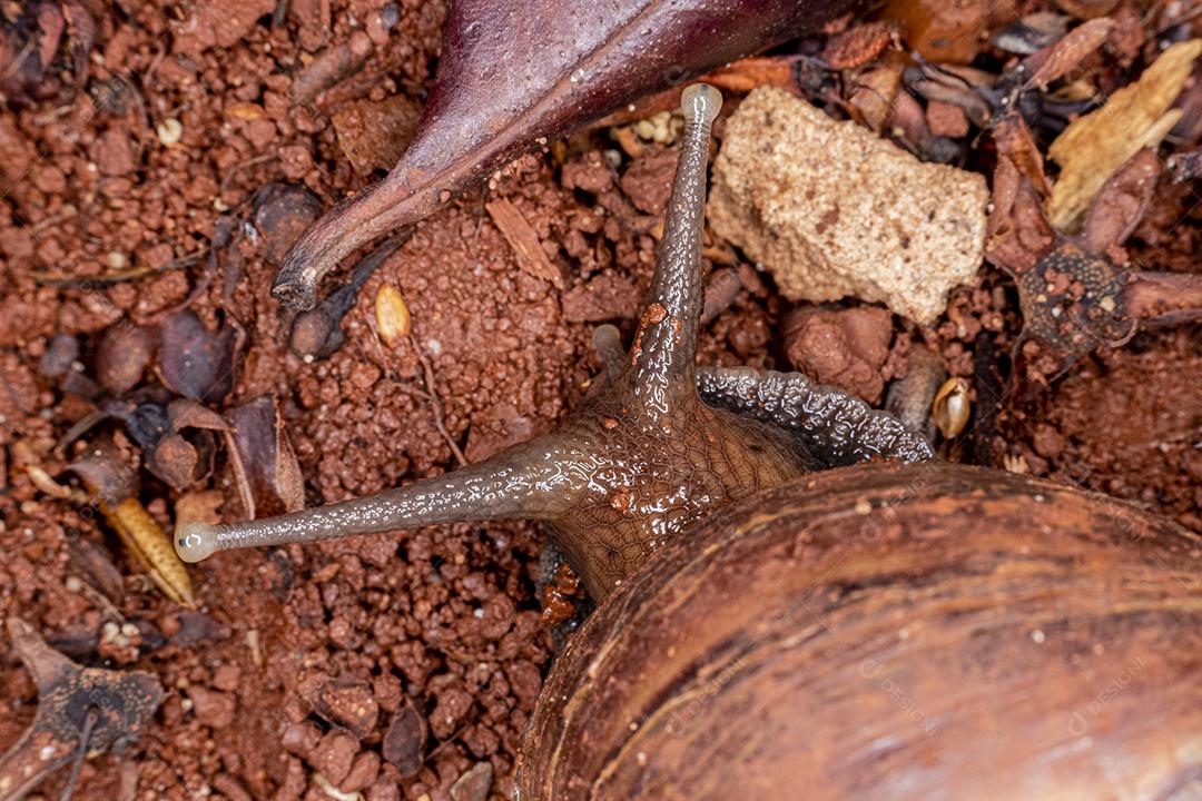 Fotografia macro dos olhos de uma concha africana (Achatina fulica). Molusco.