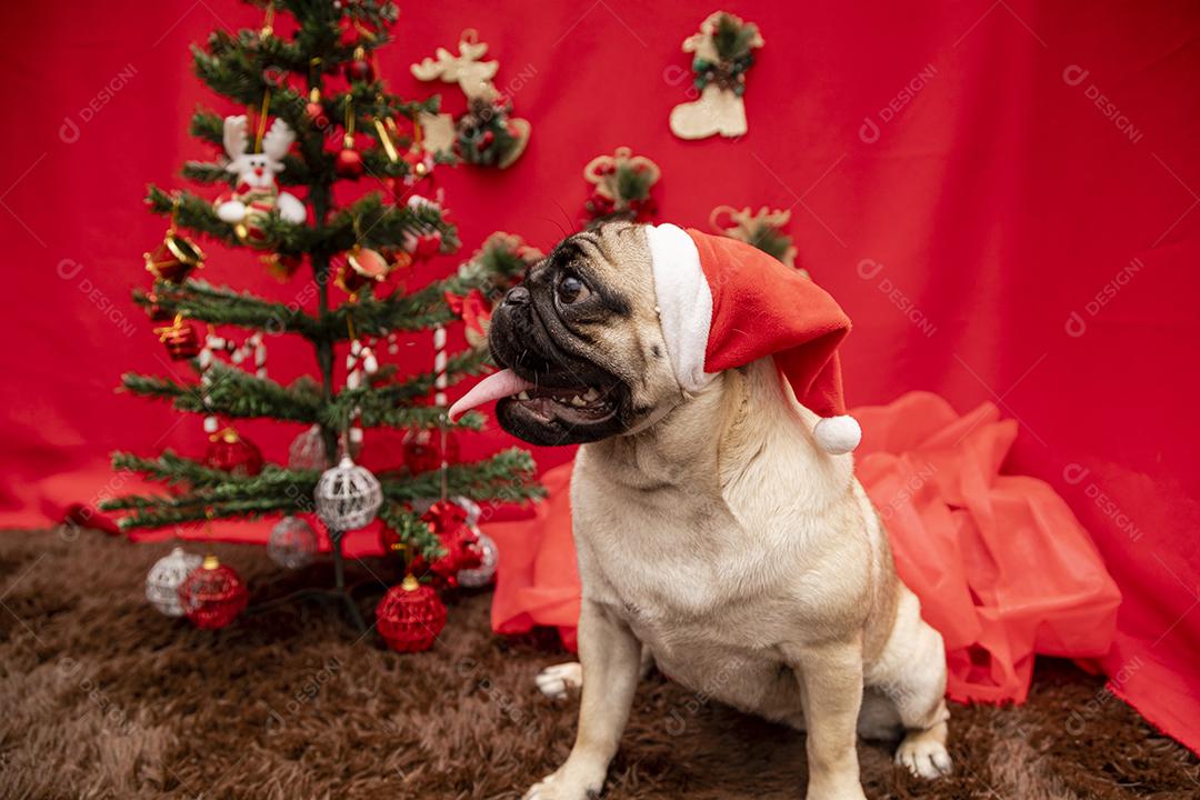 Fotografia de animais de estimação de natal com cachorro pug