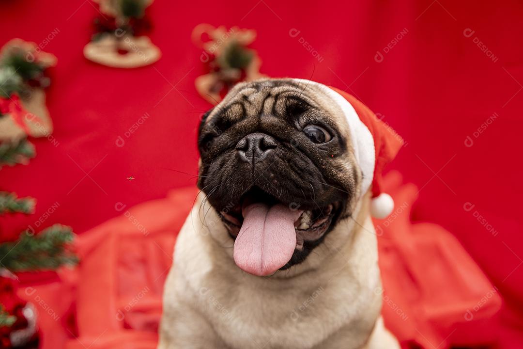 Fotografia de animais de estimação de natal com cachorro pug