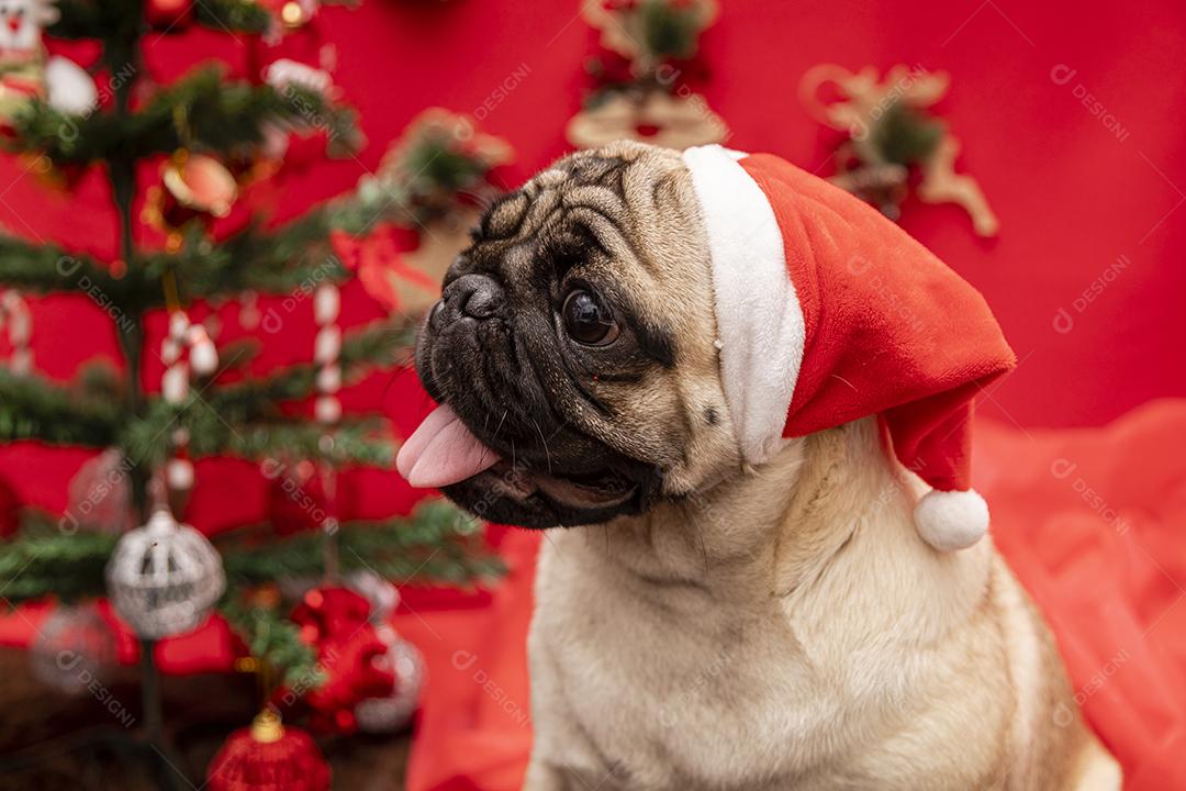 Fotografia de animais de estimação de natal com cachorro pug