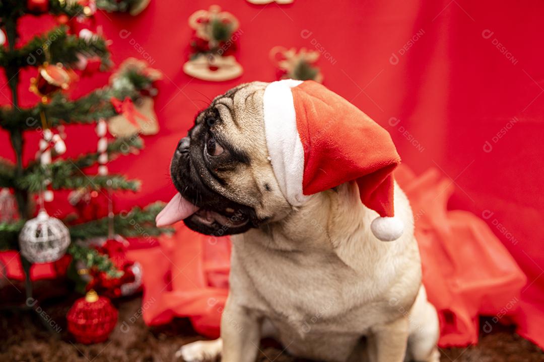 Fotografia de animais de estimação de natal com cachorro pug